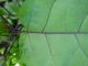 �Ȃ��̗t